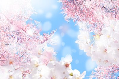 春の桜の画像
