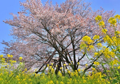 静岡県の「狩宿下馬桜」