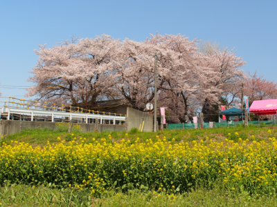 埼玉県の「石戸桜」